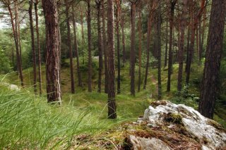 Le Bois de Finges est l'une des vedettes de la prochaine édition de la Fête de la nature (archives). KEYSTONE/ANDREE-NOELLE POT
